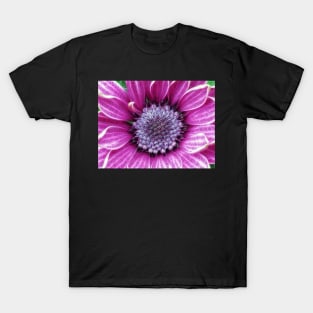 brightly coloured glowing purple and pink striped gazania T-Shirt